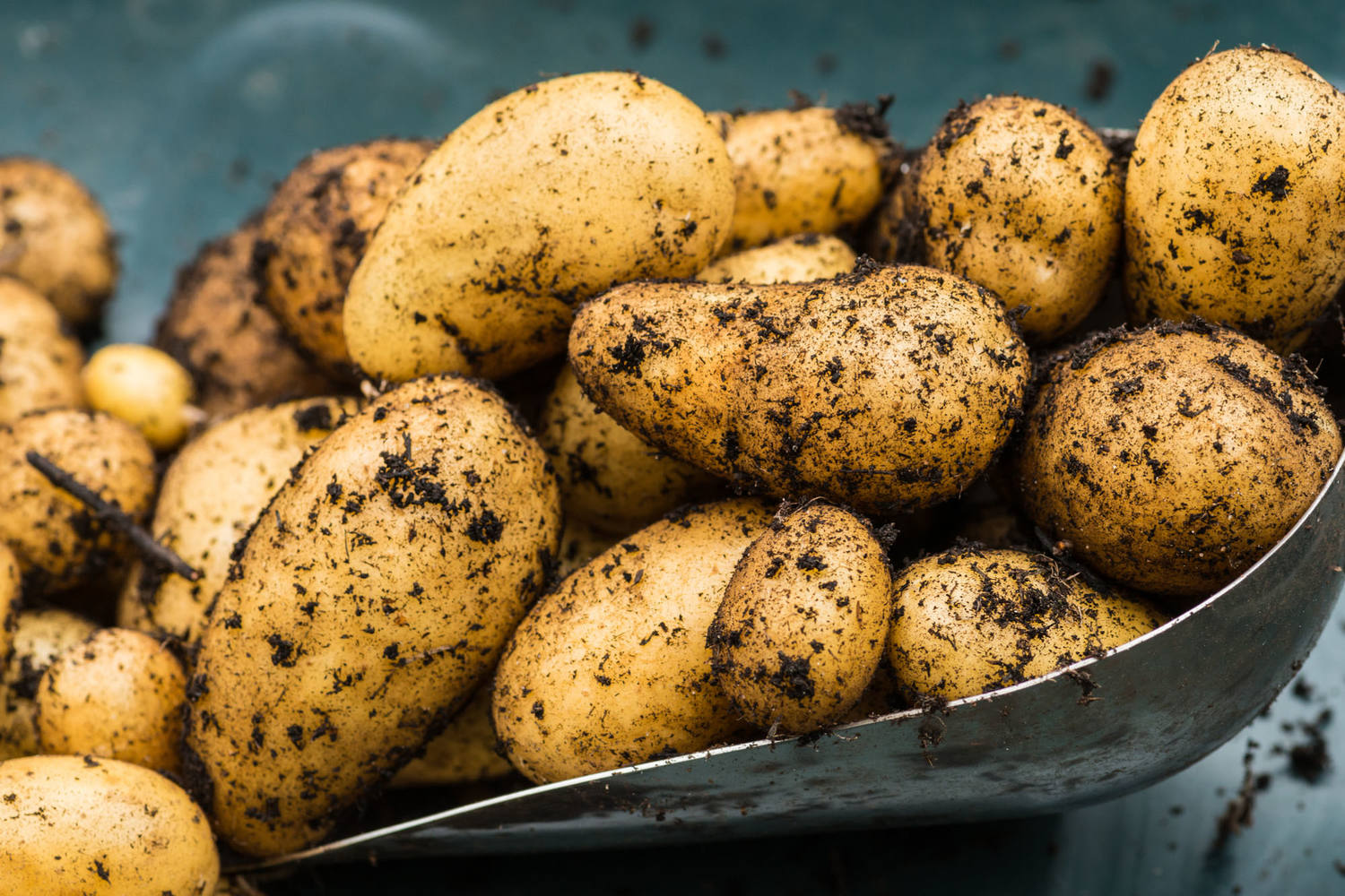 Charlotte aardappelen 1kg kist 10 stuks 2